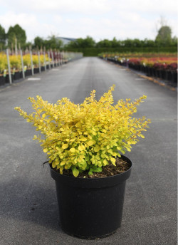 BERBERIS thunbergii AUREA En pot de 10-12 litres buisson hauteur 040-050 cm