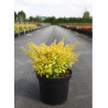 BERBERIS thunbergii AUREA (Épine vinette) En pot de 10-12 litres forme buisson hauteur 040-060 cm