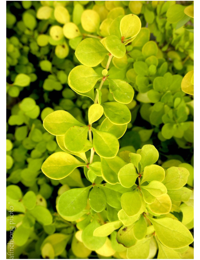 BERBERIS thunbergii AUREA (Épine vinette)