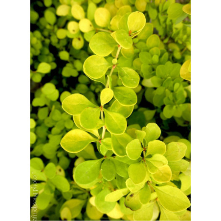 BERBERIS thunbergii AUREA (Épine vinette)