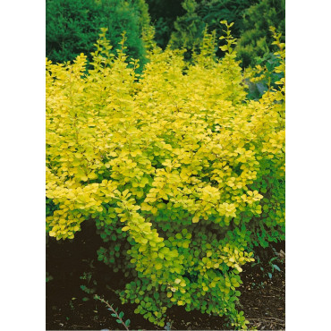 BERBERIS thunbergii AUREA (Épine vinette)