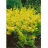 BERBERIS thunbergii AUREA