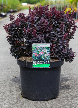 epine-vinette-de-thunberg-concorde-berberis-thunbergii-concorde-2.jpg