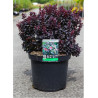 BERBERIS thunbergii CONCORDE (Épine vinette) En pot de 10-12 litres forme buisson hauteur 040-060 cm