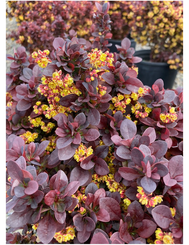 BERBERIS thunbergii CONCORDE (Épine vinette)