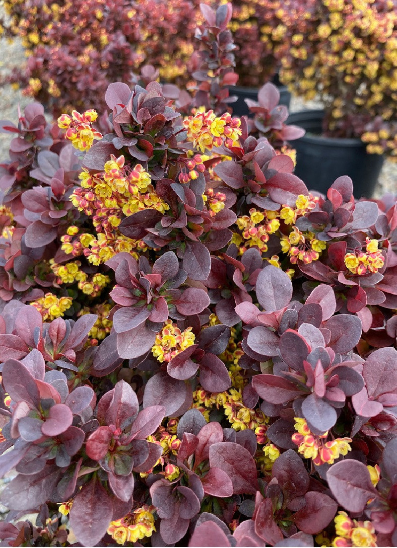epine-vinette-de-thunberg-concorde-berberis-thunbergii-concorde.jpg