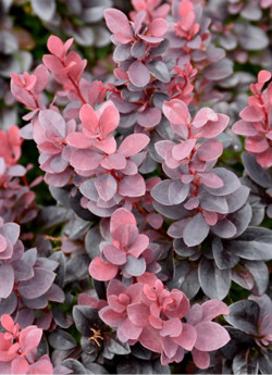 epine-vinette-de-thunberg-concorde-berberis-thunbergii-concorde-1.jpg