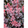 BERBERIS thunbergii CONCORDE