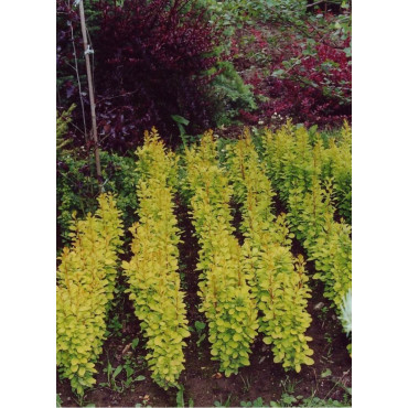 BERBERIS thunbergii GOLDEN ROCKET (Épine vinette)