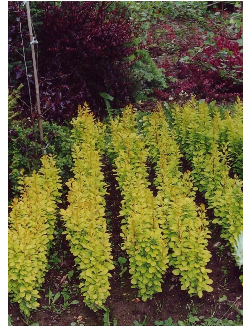 BERBERIS thunbergii GOLDEN ROCKET BERBERIS thunbergii GOLDEN ROCKET