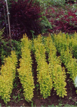 epine-vinette-de-thunberg-golden-rocket-berberis-thunbergii-golden-rocket.jpg