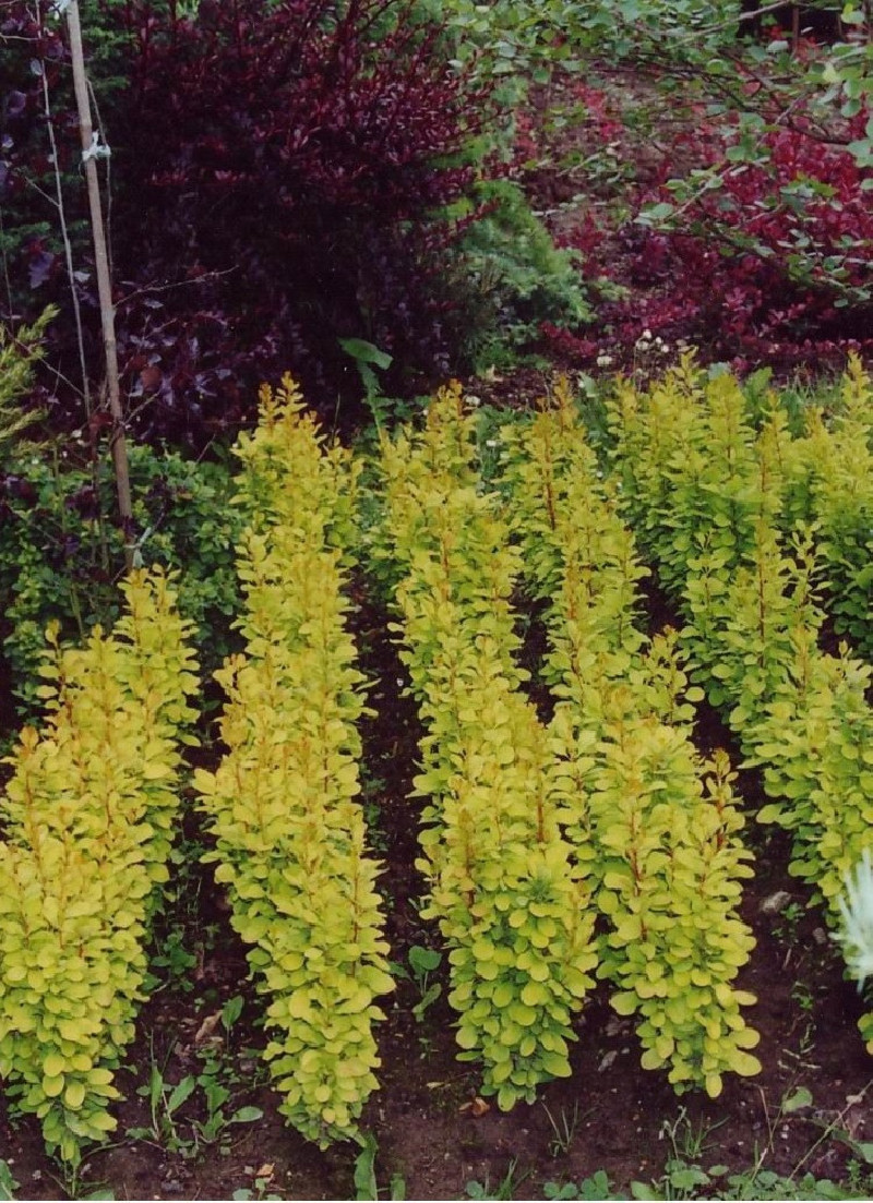 epine-vinette-de-thunberg-golden-rocket-berberis-thunbergii-golden-rocket.jpg