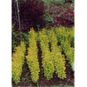 BERBERIS thunbergii GOLDEN ROCKET (Épine vinette)