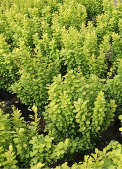 epine-vinette-de-thunberg-golden-rocket-berberis-thunbergii-golden-rocket-1.jpg