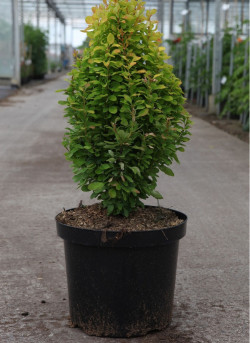 BERBERIS thunbergii GOLDEN ROCKET En pot de 10-12 litres buisson hauteur 040-060 cm