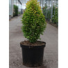 BERBERIS thunbergii GOLDEN ROCKET (Épine vinette) En pot de 10-12 litres forme buisson hauteur 040-060 cm