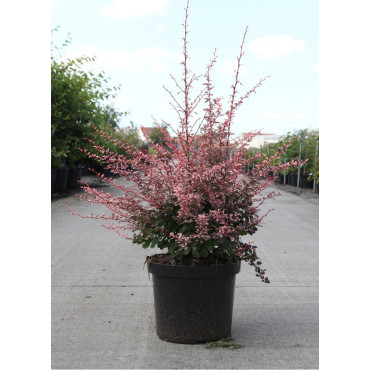 BERBERIS thunbergii HARLEQUIN (Épine vinette) En pot de 10-12 litres forme buisson hauteur 040-060 cm