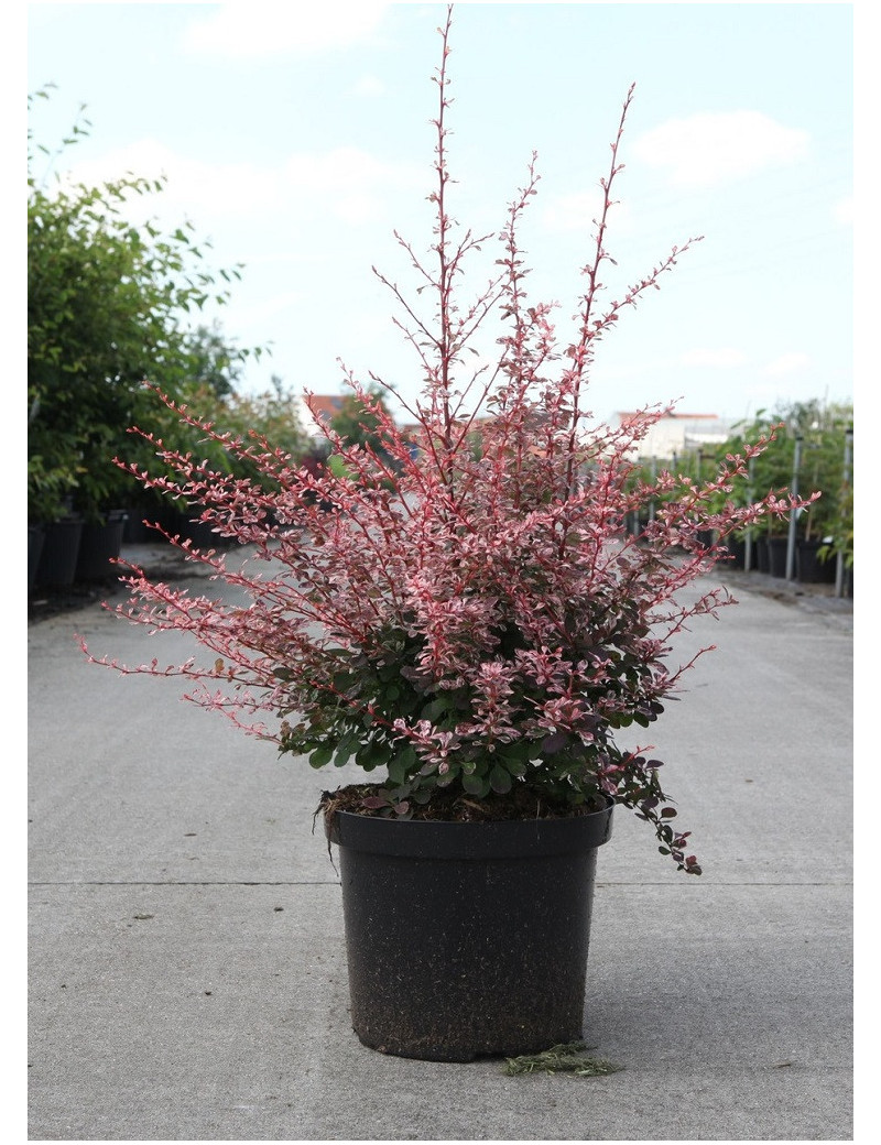 BERBERIS thunbergii HARLEQUIN En pot de 10-12 litres buisson hauteur 040-050 cm BERBERIS thunbergii HARLEQUIN En pot de 10-12 litres buisson hauteur 040-050 cm
