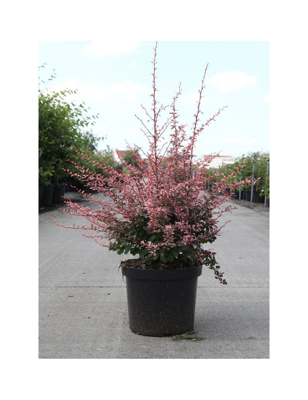 BERBERIS thunbergii HARLEQUIN En pot de 10-12 litres buisson hauteur 040-050 cm
