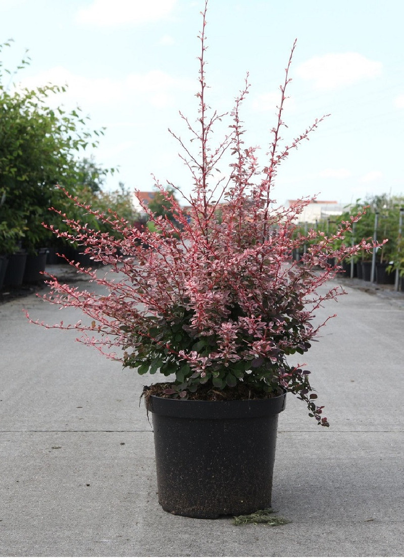 epine-vinette-de-thunberg-harlequin-berberis-thunbergii-harlequin.jpg