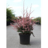 BERBERIS thunbergii HARLEQUIN (Épine vinette) En pot de 10-12 litres forme buisson hauteur 040-060 cm