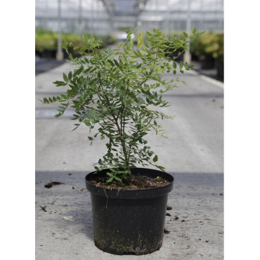 XANTHOCERAS sorbifolium (Xanthocère à feuilles de sorbier) En pot de 4-5 litres forme buisson hauteur 040-060 cm