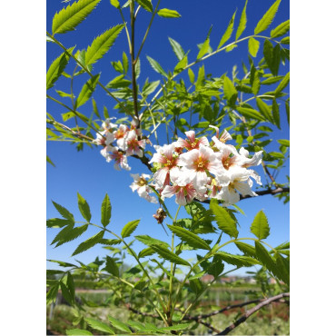 XANTHOCERAS sorbifolium (Xanthocère à feuilles de sorbier)