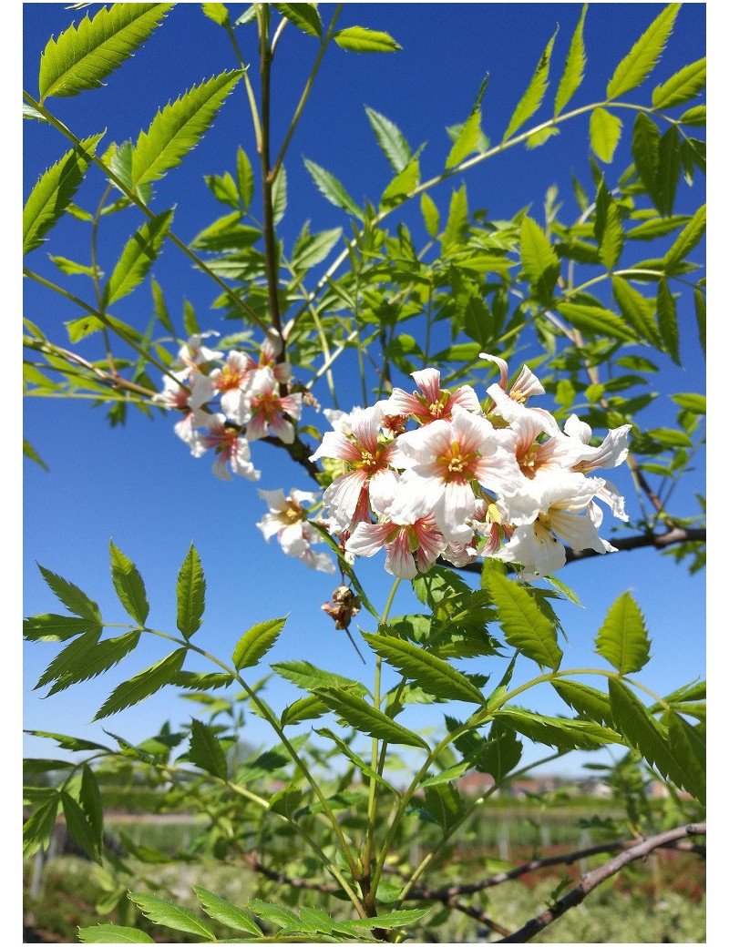 XANTHOCERAS sorbifolium (Xanthocère à feuilles de sorbier)