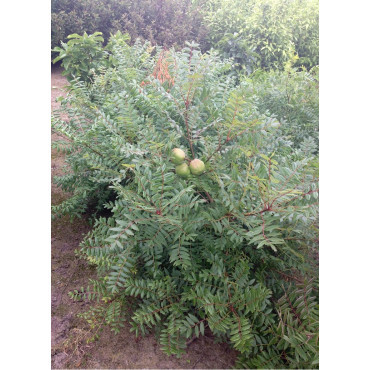 XANTHOCERAS sorbifolium