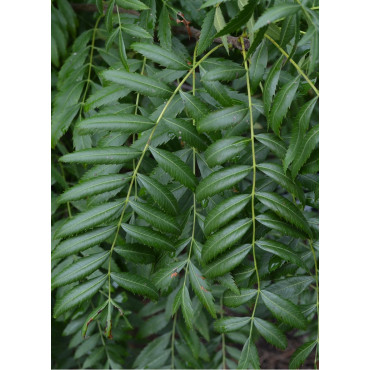 XANTHOCERAS sorbifolium (Xanthocère à feuilles de sorbier)