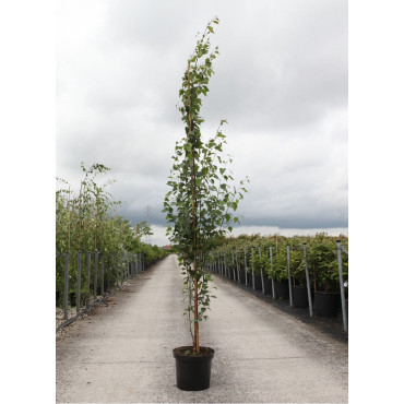 BETULA verrucosa FASTIGIATA En pot de 12-15 litres baliveau hauteur 150-175 cm