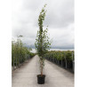 BETULA verrucosa FASTIGIATA En pot de 12-15 litres baliveau hauteur 150-175 cm