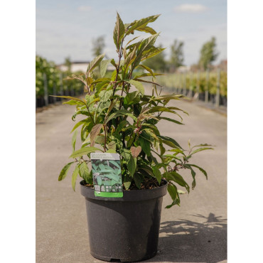 CALLICARPA kwangtungensis (Arbuste aux bonbons) En pot de 10-12 litres forme buisson extra