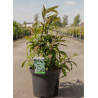 CALLICARPA kwangtungensis (Arbuste aux bonbons) En pot de 10-12 litres forme buisson extra