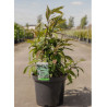 CALLICARPA kwangtungensis En pot de 10-12 litres