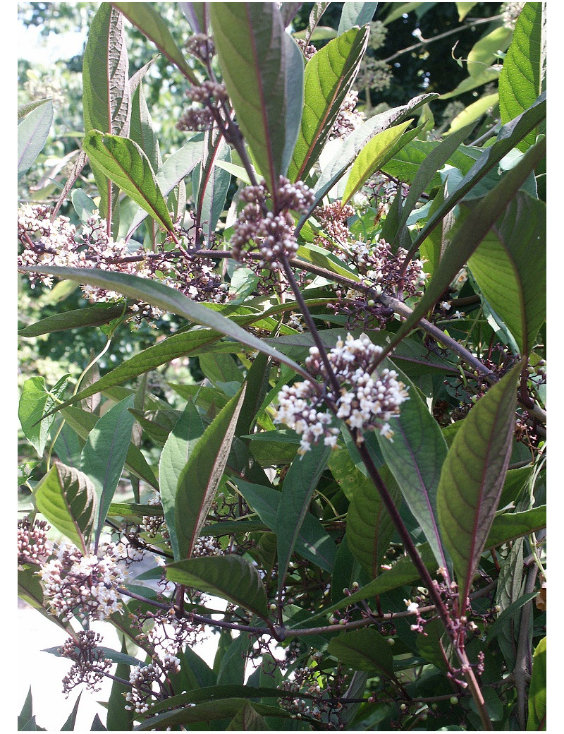 CALLICARPA kwangtungensis (Arbuste aux bonbons)