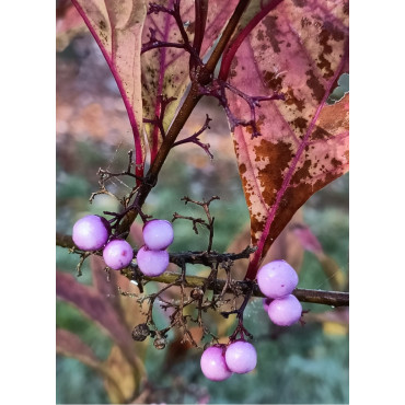 CALLICARPA kwangtungensis (Arbuste aux bonbons)