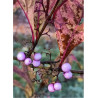 CALLICARPA kwangtungensis (Arbuste aux bonbons)