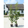 PRUNUS avium PLENA (Merisier à fleurs doubles) En pot de 12-15 litres forme baliveau hauteur 150-200 cm