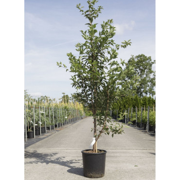 PRUNUS pandora (Cerisier à fleurs Pandora) En pot de 12-15 litres forme baliveau hauteur 150-200 cm