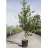 PRUNUS pandora (Cerisier à fleurs Pandora) En pot de 12-15 litres forme baliveau hauteur 150-200 cm