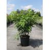 STAPHYLEA colchica (Staphylier) En pot de 15-20 litres forme buisson