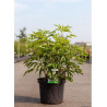 STAPHYLEA colchica (Staphylier) En pot de 10-12 litres forme buisson