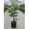 MAGNOLIA acuminata BLUE OPAL (Magnolier) En pot de 12-15 litres forme buisson hauteur 080-100 cm