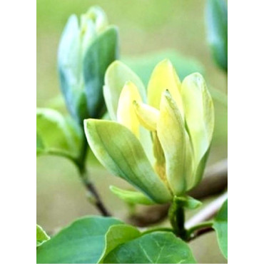 MAGNOLIA acuminata BLUE OPAL (Magnolier)