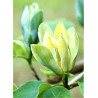 MAGNOLIA acuminata BLUE OPAL (Magnolier)