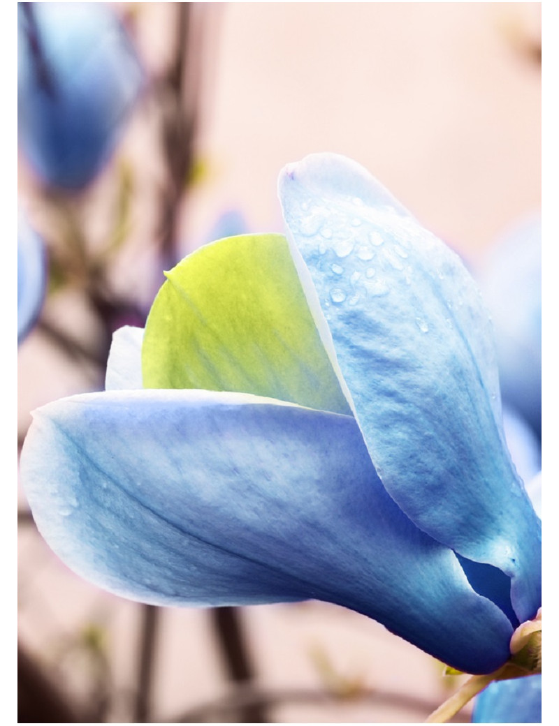 MAGNOLIA acuminata BLUE OPAL (Magnolier)