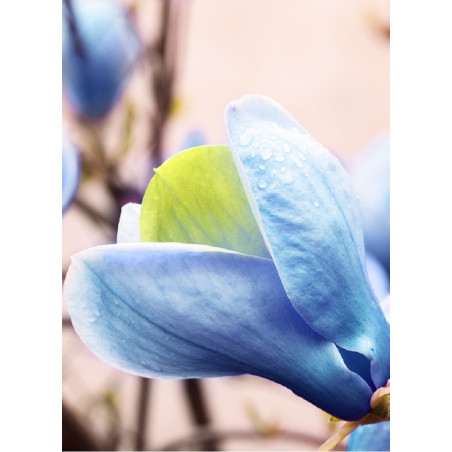 MAGNOLIA acuminata BLUE OPAL (Magnolier)