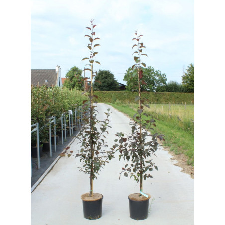 MALUS COCCINELLA Courtarou® (Pommier d'ornement)
