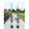 MALUS COCCINELLA Courtarou® (Pommier d'ornement)
